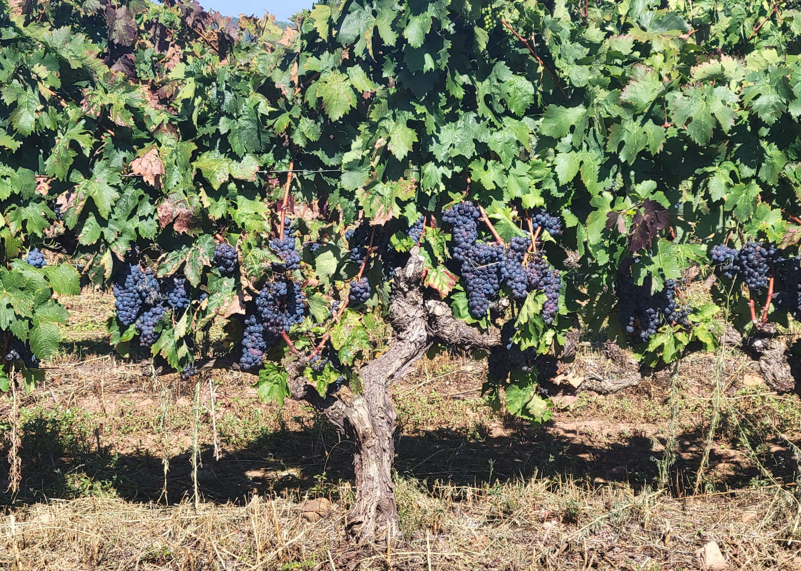 Rioja Wine on the vine!