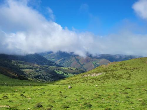 The hills are alive...with sheep