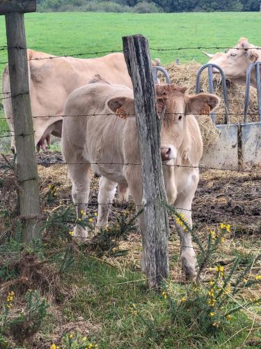 These curious cows were fenced...many are free roaming!