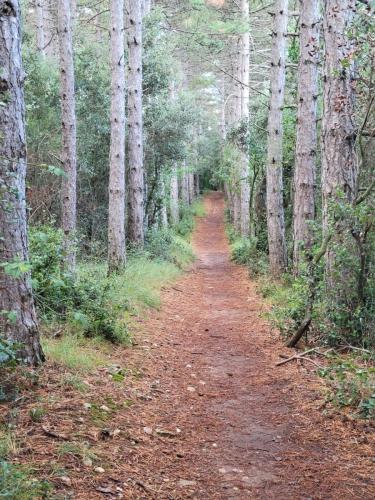 Walking through beautiful, serene pine forest