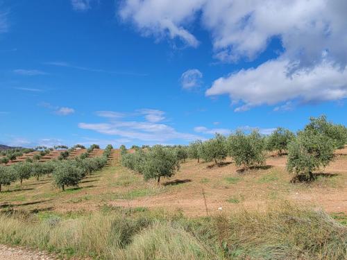 Olive grove