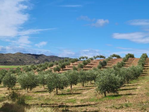 Rows of olive trees, all heavily laden.