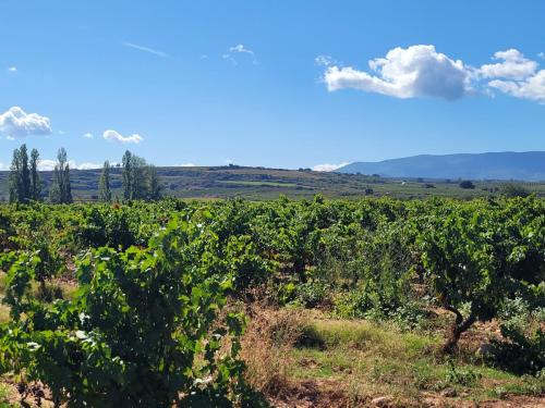 Hundreds of acres of vineyards!