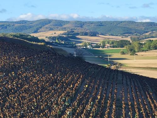 Rows of sunflowers ready for harvest