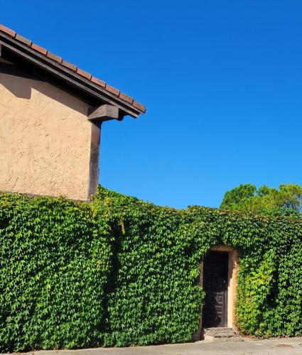 Vines on guard for this doorway