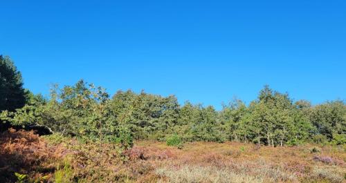 Blue sky and purple heathery flowers.