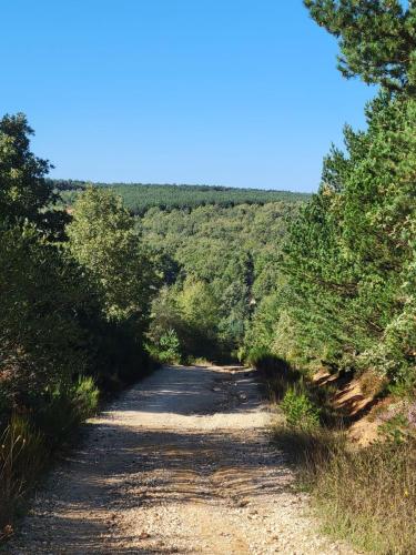 Ascending the hill brought us into pine forests