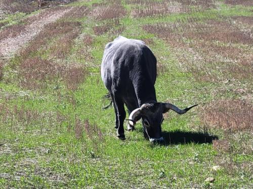 Large lone bull in a pasture as I come into town.