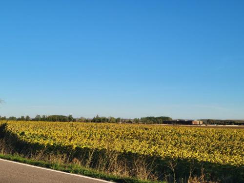 Sunflower fields