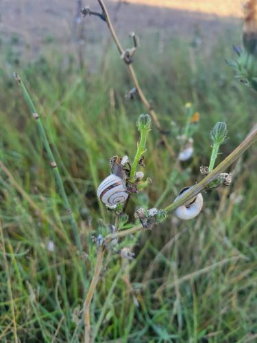 Snails...they remind me of me. Slow. But getting faster.