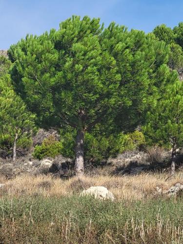 Round pine trees.