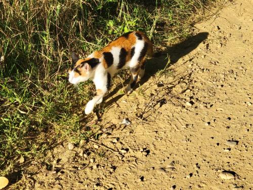 Random calico cat...so many colors!