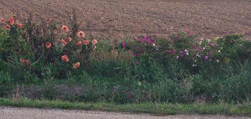 Roadside beauty