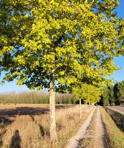 Found out these are maple trees!