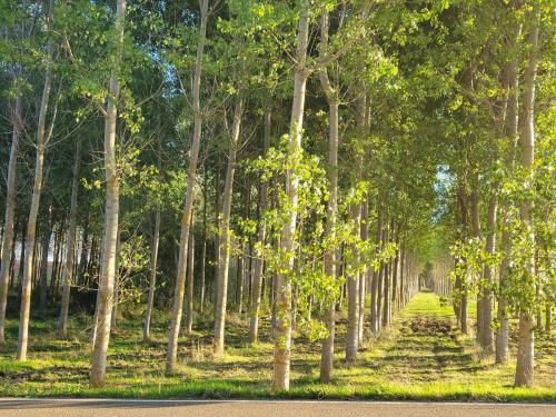 Beech tree Grove. Beechnuts are a cash crop here.