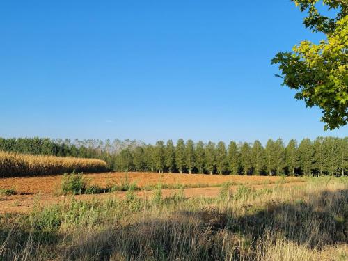 More trees planted with intention.