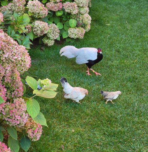 Asian pheasant and chicks