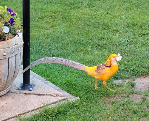 Asian pheasants