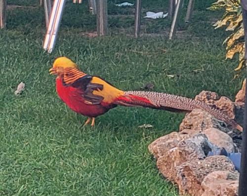 Asian pheasants