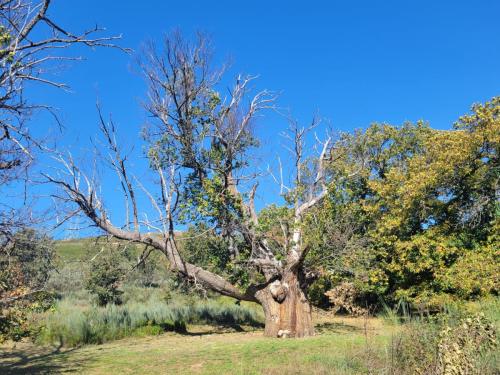 Strange tree (Ent?)