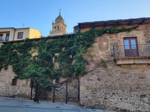 Huge vine espalliered over this building.