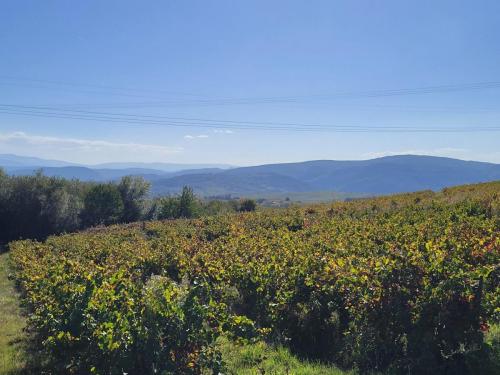 More vineyards