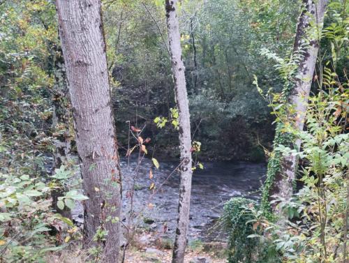 Cool morning walk along a river