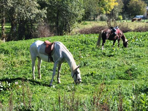 This was a bit odd. Saddled horses grazing...