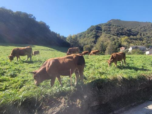 Cows are everywhere in Galicia.