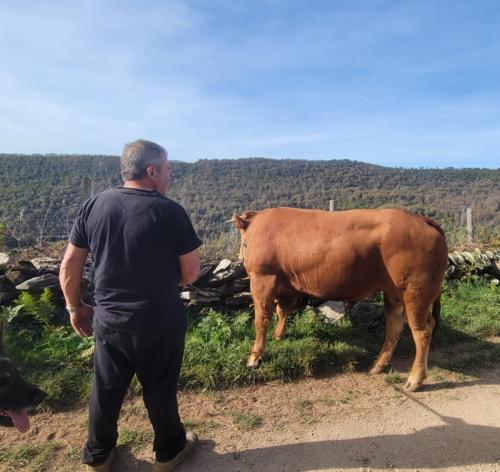 The bull we (almost) met on the way to the cows.