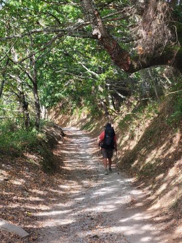 These shady lanes were at least half of our walk today.