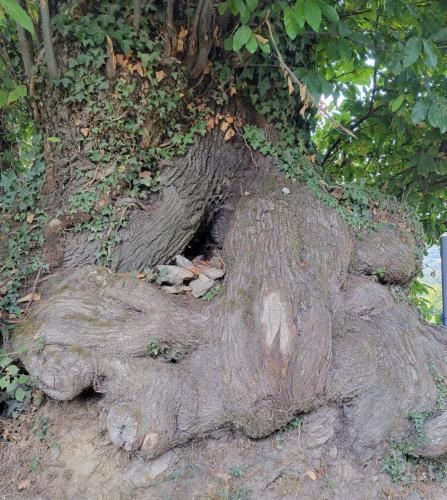 A Tolkien tree