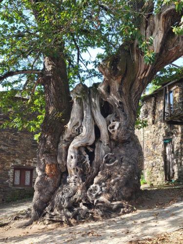 Another gnarly tree