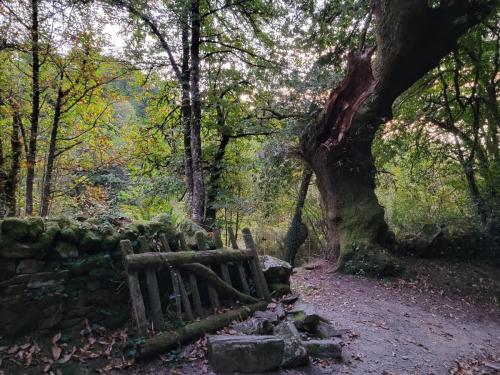 Just an old tree, an old gate, and an old stone wall.