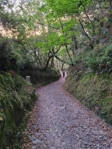 Much of our walk was like this, along lovely winding country lanes.