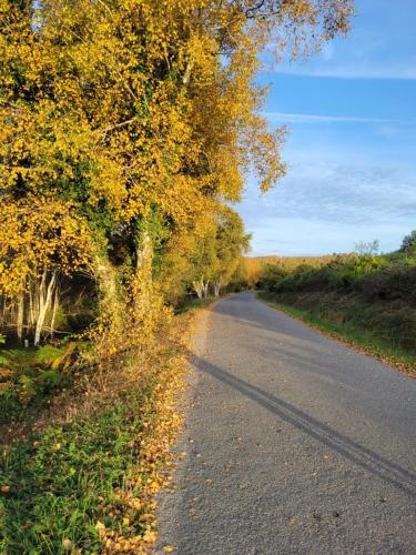 A golden autumn!