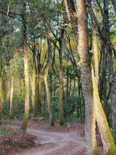 The beginning of a beautiful woodland path.