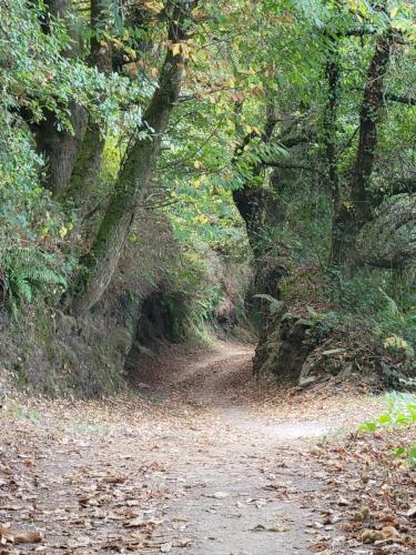 Winding through trees and walls of earth.