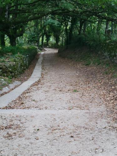 Paved pathway downwards through woodland.