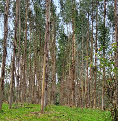 Stands of eucalyptus trees are planted along the way to provide shade.