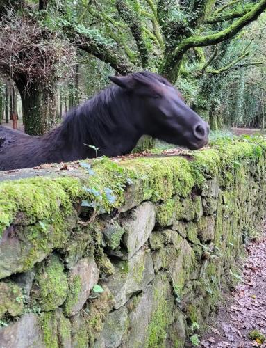 Random very friendly horse!