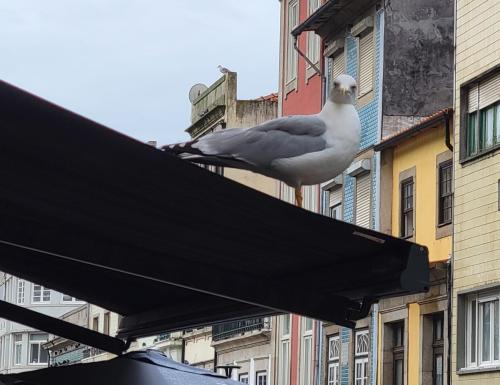 Seagull in the city