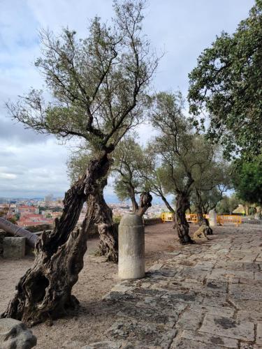 Ancient olive trees