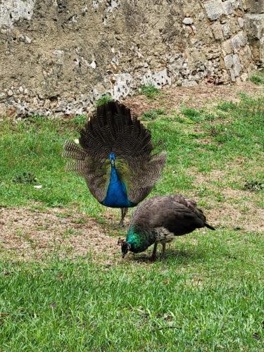 Strutting his stuff!